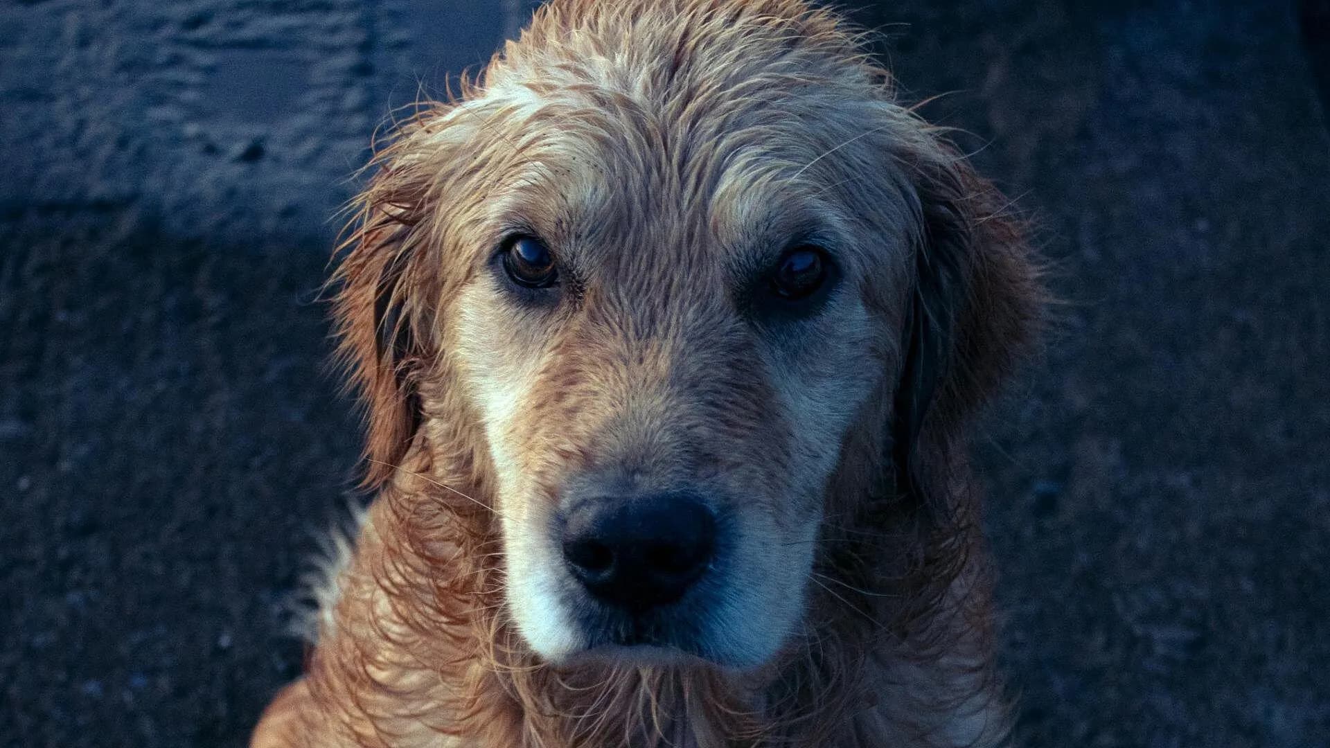 Envenenan 8 perros en San Martín; vecinos exigen justicia ante el crimen