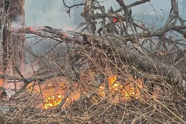 Incendio consume 12 hectáreas de vegetación en predio de Acatlán