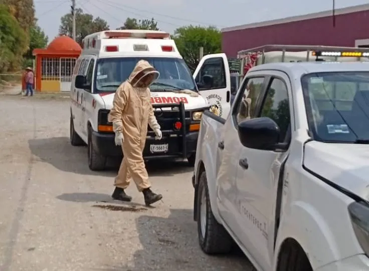Enjambre de abejas ataca a seis personas en Tochtepec; un hombre está grave