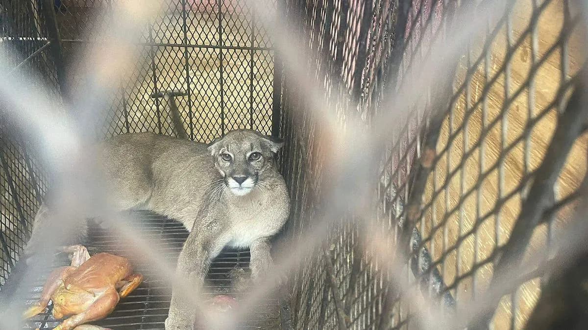 Cierran zoológico en Tehuacán por altos costos y baja demanda