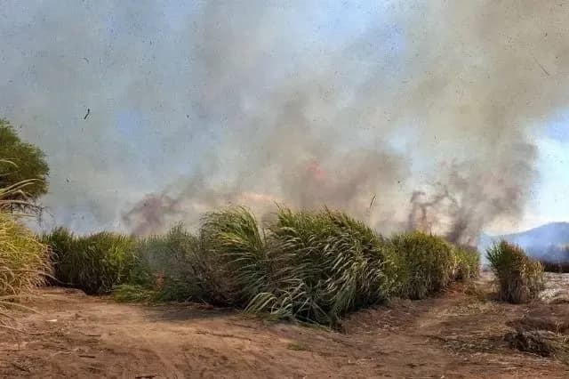 Cañeros de Coxcatlán buscan superar 142 mil toneladas en la zafra 2025-2026