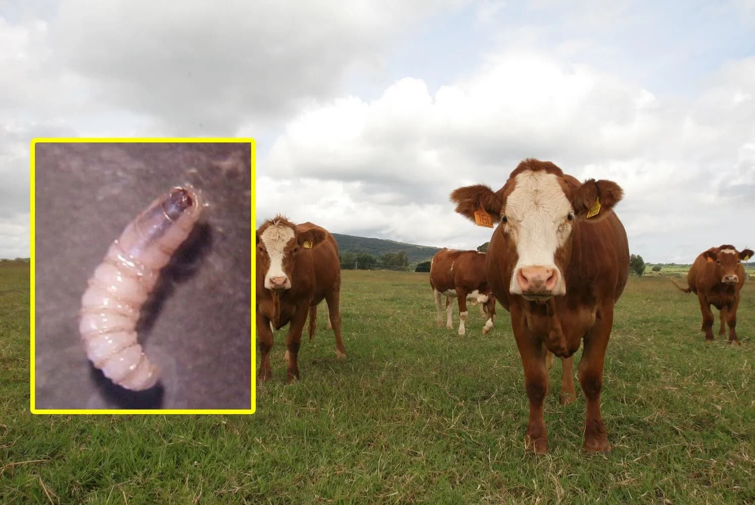 Sierra Negra concentra más casos de gusano barrenador en Puebla