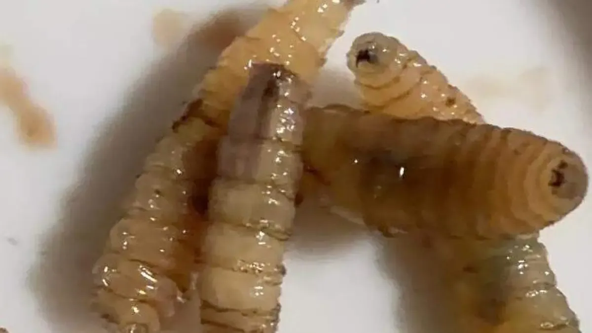 Confirman gusano barrenador en humanos en cinco municipios de Puebla