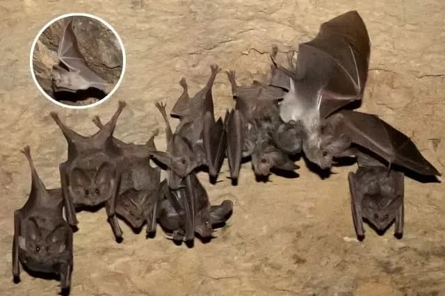 Recuperan colonia de murciélagos orejones mexicanos en Zinacatepec