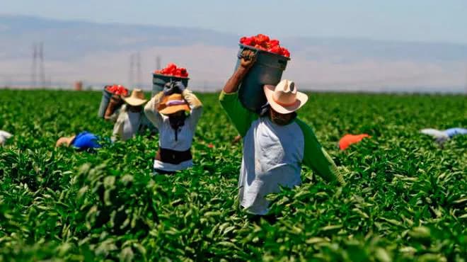 Cae agricultura y ganadería en Puebla en 2025: INEGI
