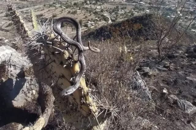 Así quedó la fauna calcinada tras incendio en Zautla