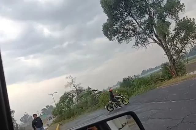 Lluvia y granizo derriban árbol en la México-Puebla; bloquean carriles en Huejotzingo