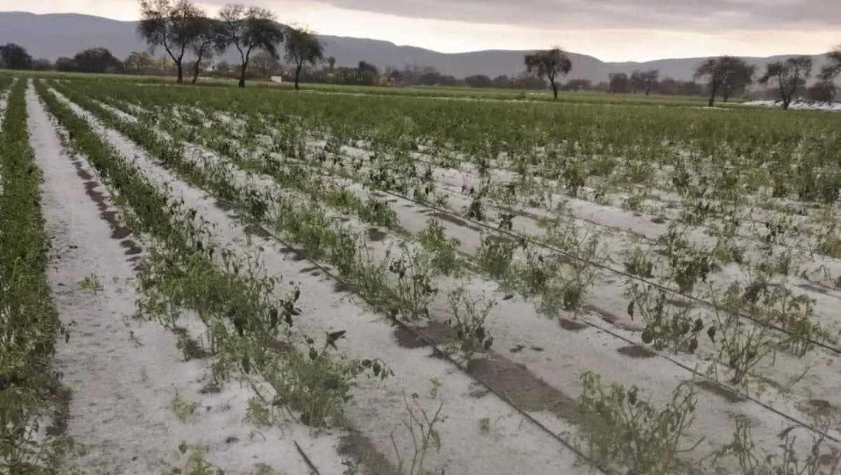 Granizada destruye cultivos en Tehuacán; hay pérdidas de hasta 200 mil pesos