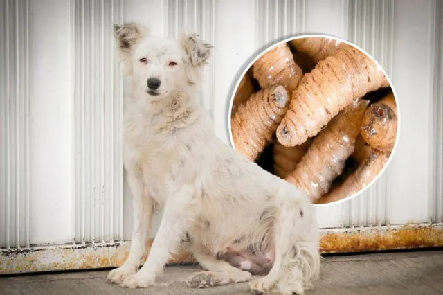 Puebla lidera casos de gusano barrenador en perros; suma más de 100 casos