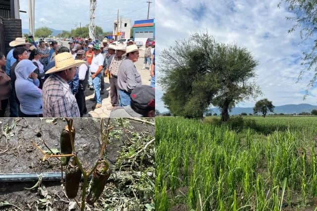 Granizada provocará alza del 30% en precios de chile, elote y maíz en Tehuacán