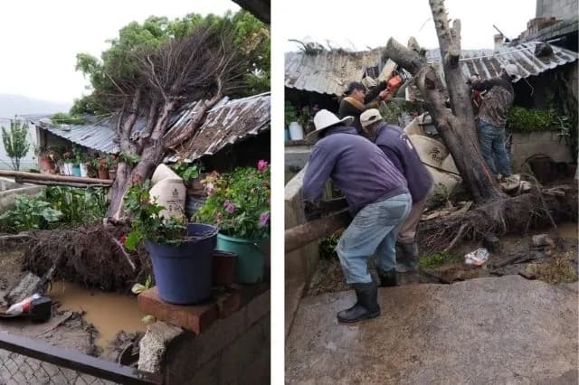 Árbol colapsa sobre vivienda tras intensa lluvia en Aquixtla
