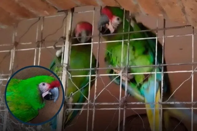 En Tehuacán, entregan dos guacamayas en peligro de extinción a la Profepa