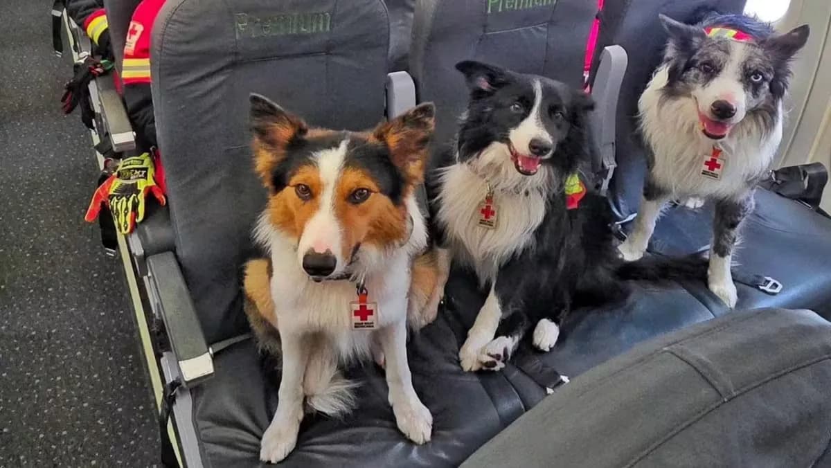 Ellos son Kenai, Orly, Balam y Halley los perros rescatistas que van a Venezuela
