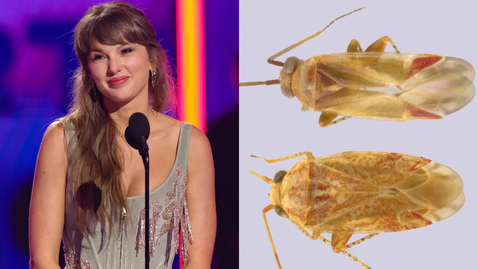 Científicos nombran nuevos insectos en honor a Taylor Swift y sus discos