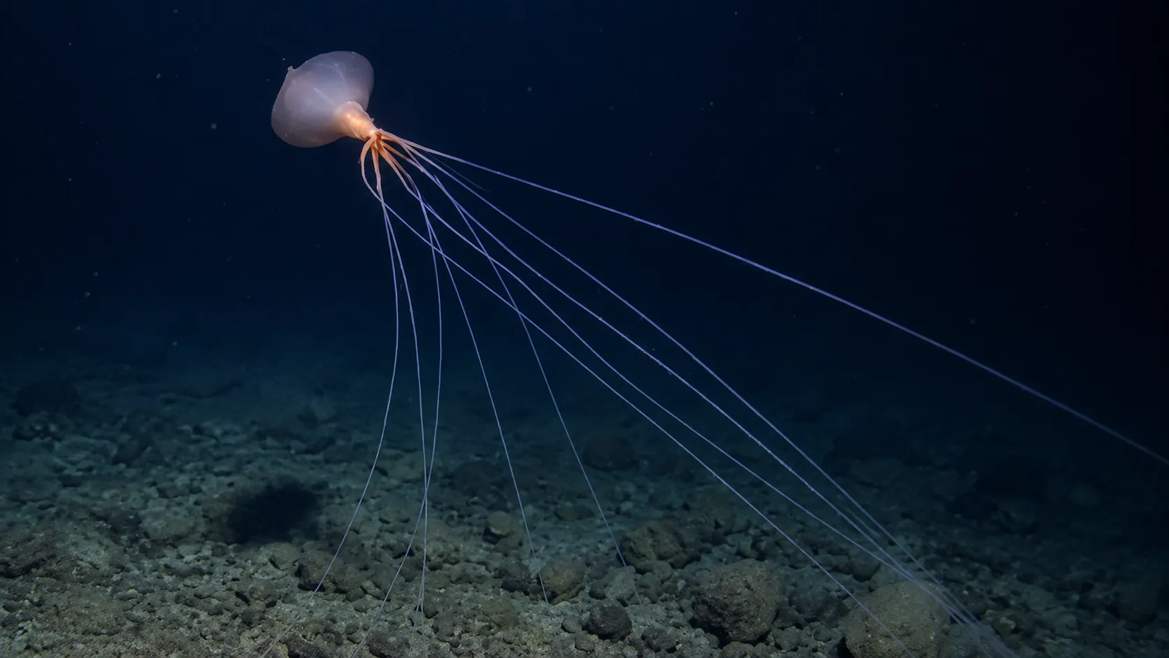 Graban a uno de los calamares más extraños del planeta a más de 3 mil metros de profundidad