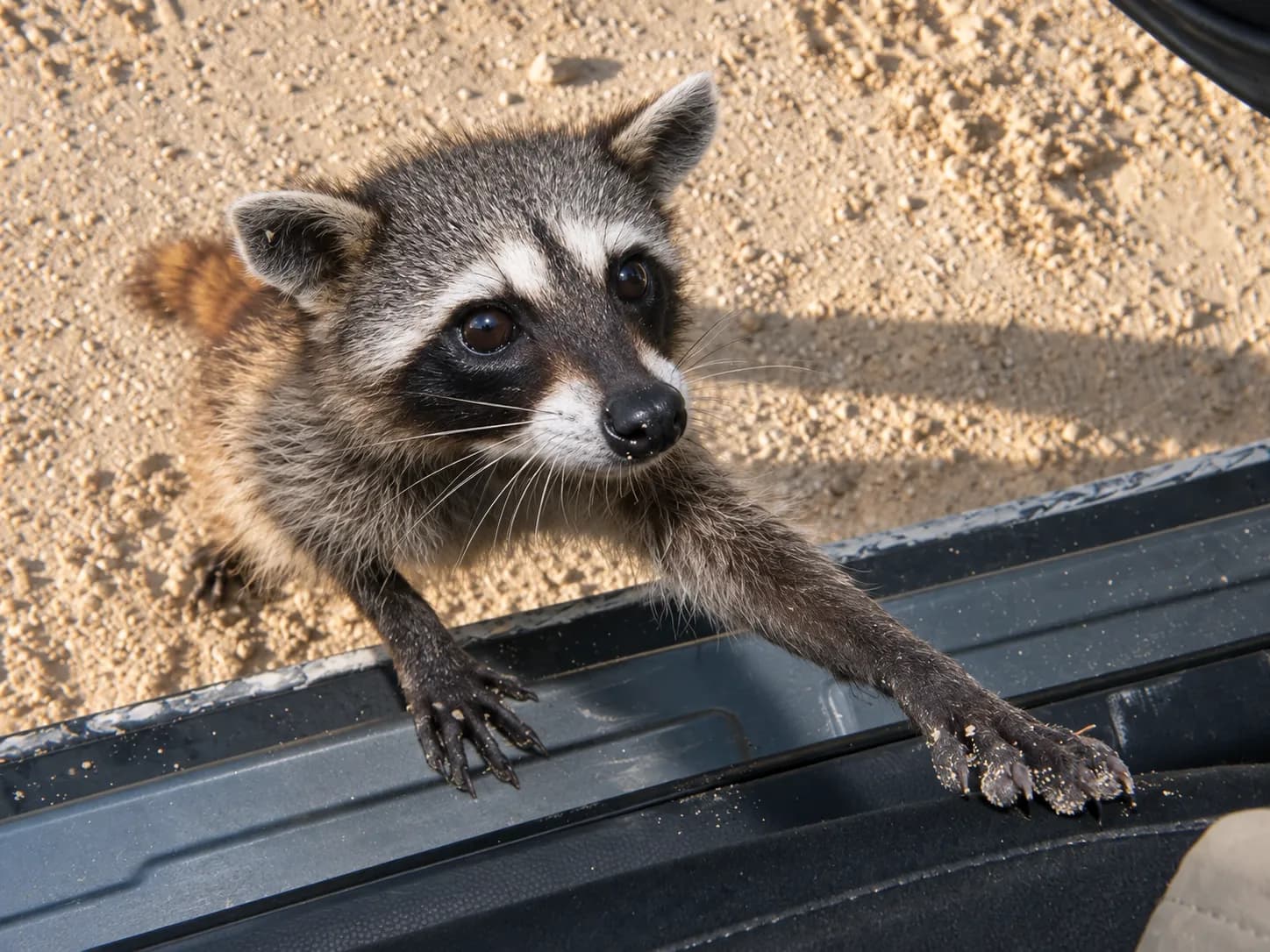 Los mapaches más raros de México están convirtiendo basura en juguetes