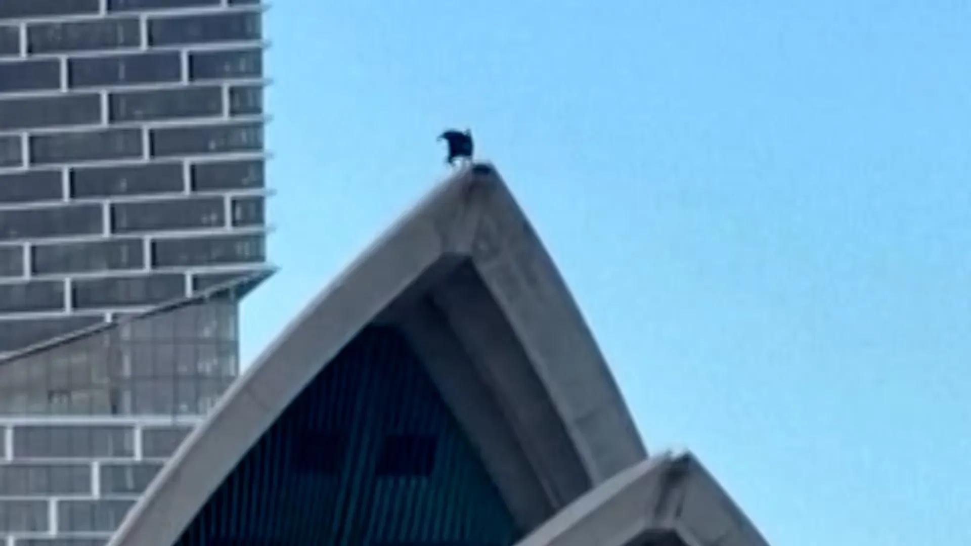 Batman apareció sobre la Ópera de Sídney y convirtió el edificio en Gotham City