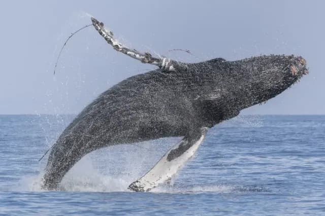 Una ballena jorobada nada 96 kilómetros río adentro y sorprende a California