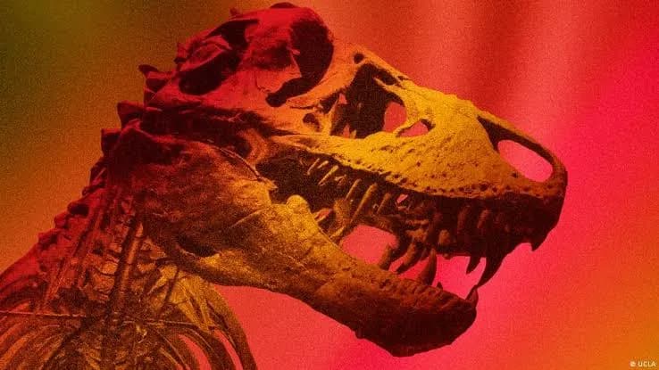 Científicos calculan que el T. rex tenía una temperatura corporal similar a la humana