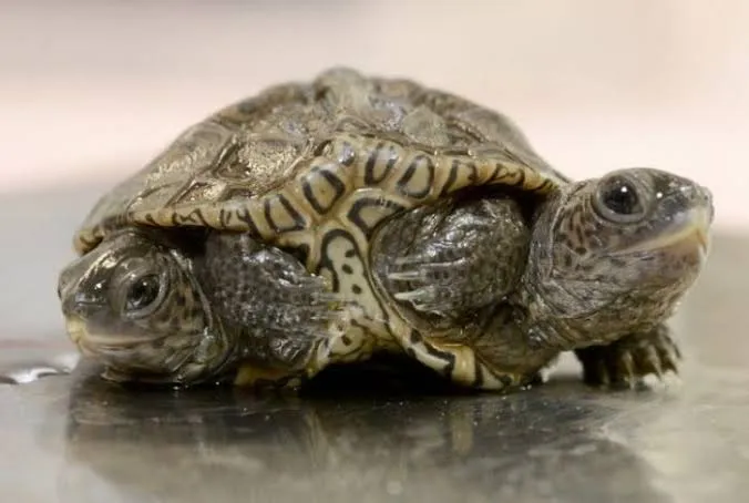 Centro de fauna recibe una diminuta tortuga con dos cabezas en Massachusetts