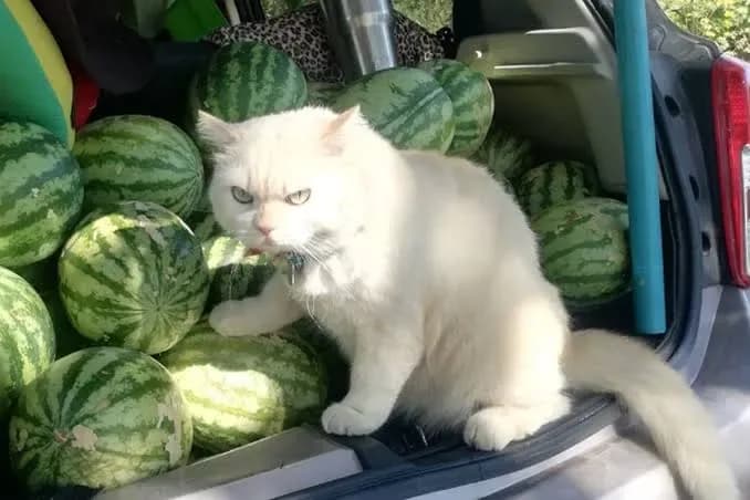 Este gato se toma muy en serio su trabajo cuidando sandías