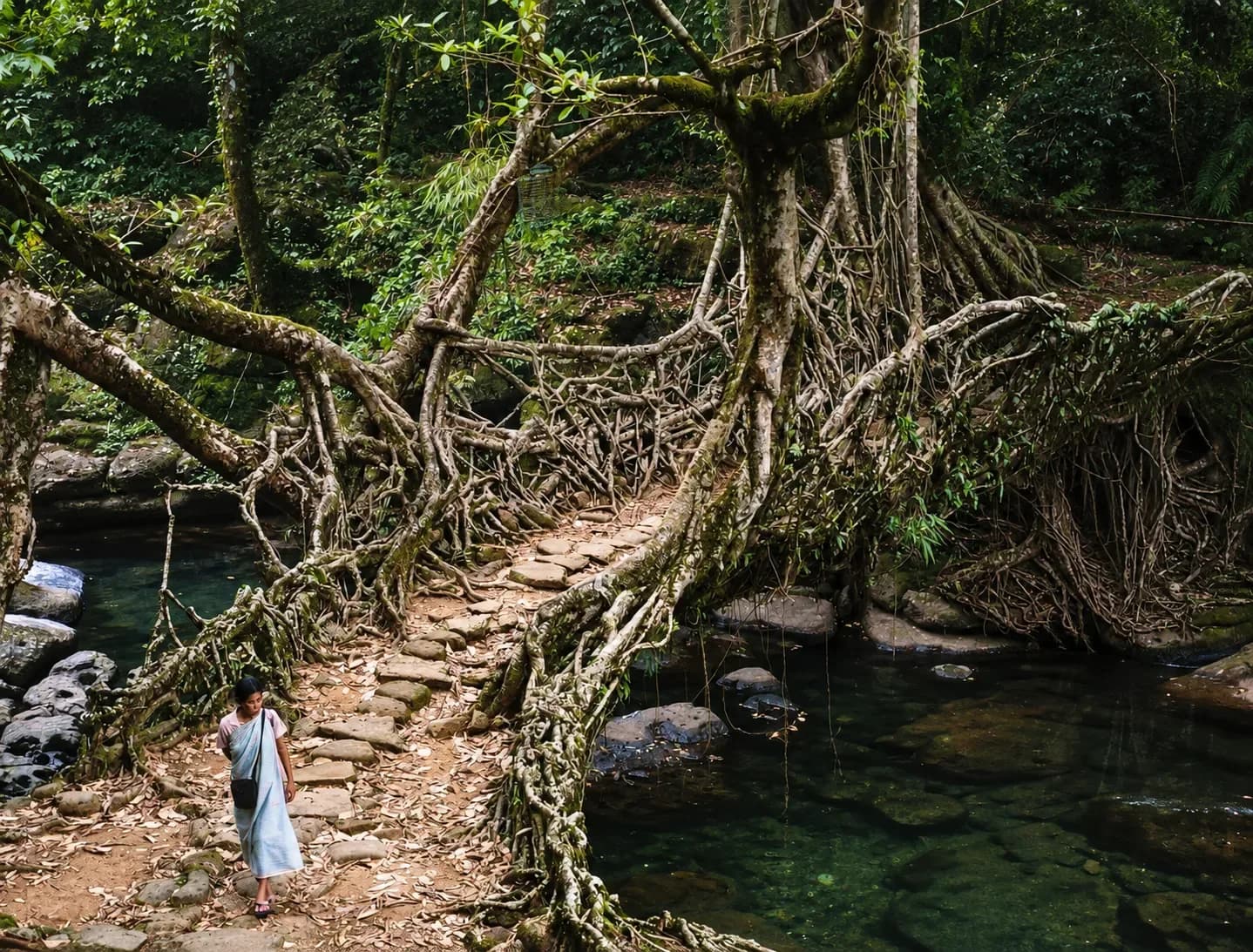 Estos puentes se construyen con raíces y siguen creciendo después de usarse
