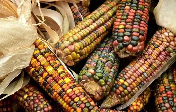 Ayuntamiento de Puebla se suma a la Feria del Maíz en La Resurrección