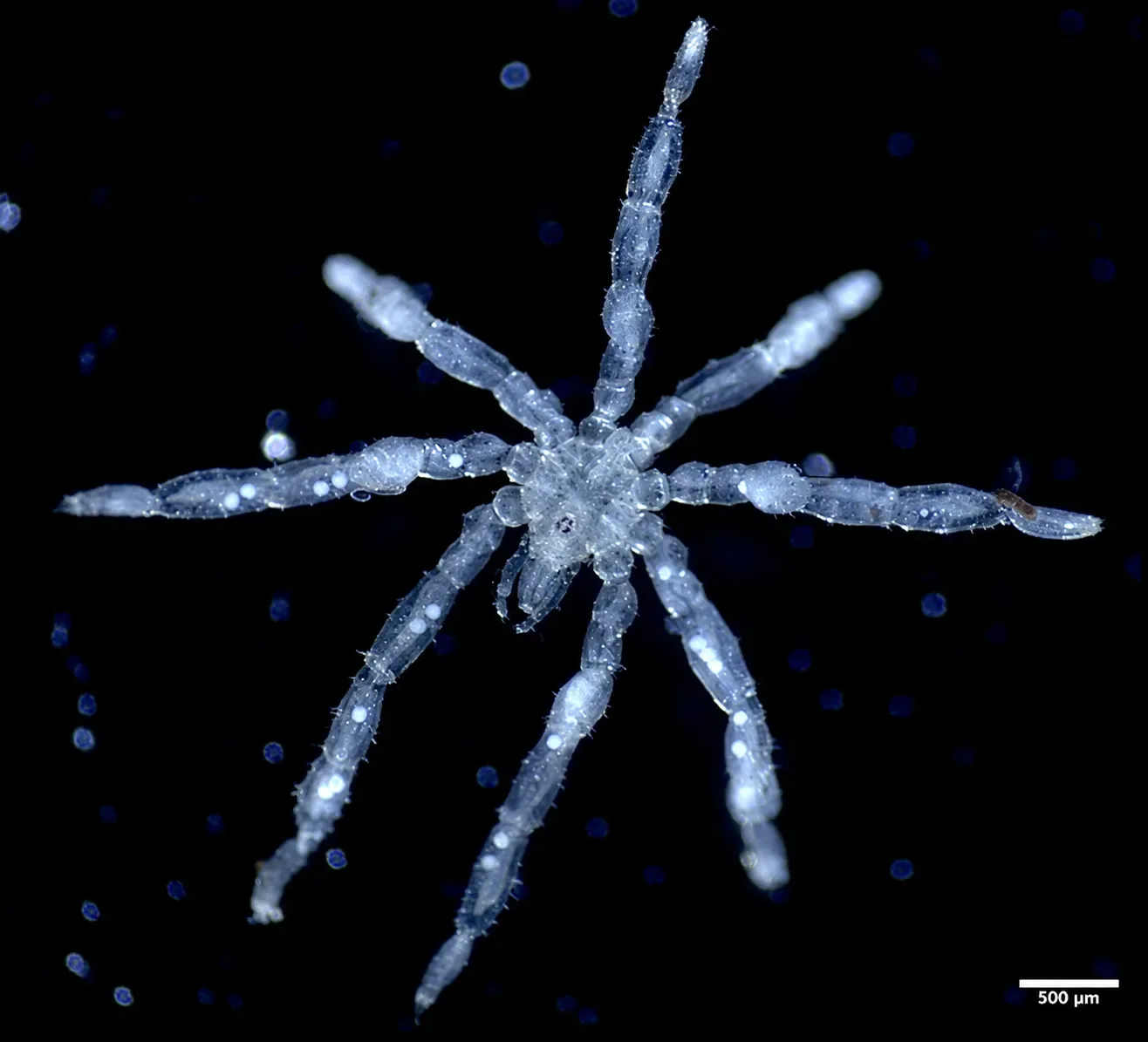 Dos nuevas especies de “arañas de mar” muestran cuánto falta por descubrir en los océanos