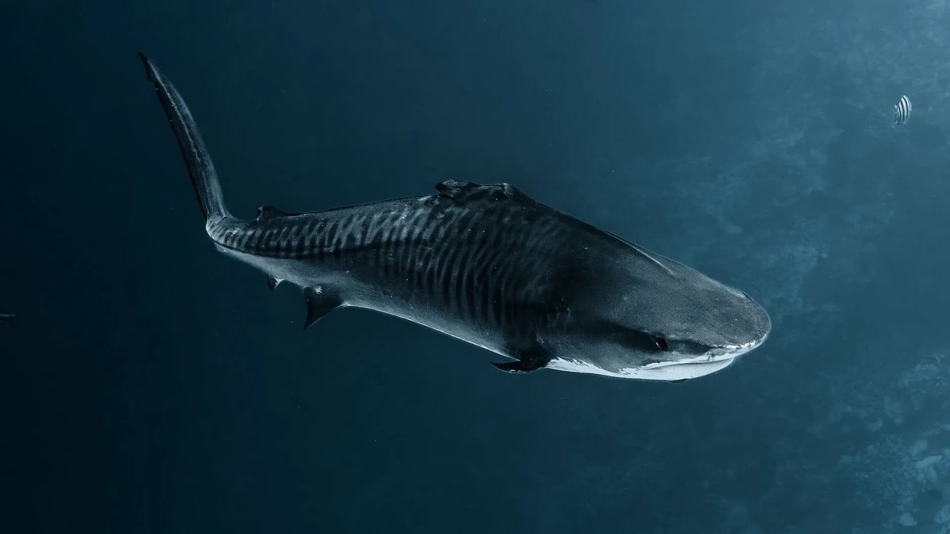 Fin, el tiburón que sorprendió al seguir nadando pese a graves lesiones