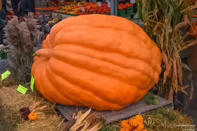 “Rocky”, la calabaza de más de una tonelada que ganó un concurso en California