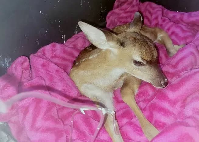 Rescatan en Tapalpa a un cervatillo que quedó solo tras una tormenta