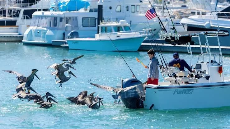 El Niño lleva especies tropicales a las costas de California