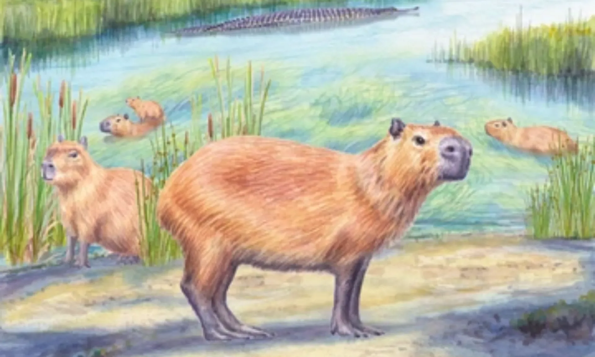 Encuentran un capibara de hace casi nueve millones de años en el actual desierto de Atacama
