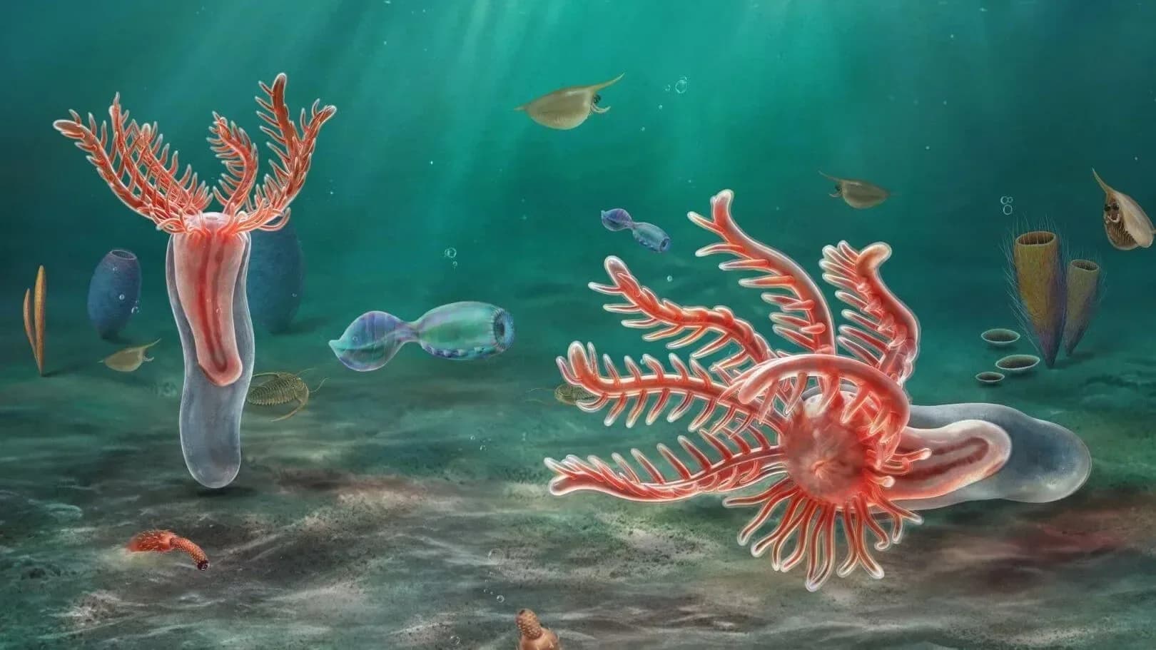 Un fósil de 518 millones de años aporta pistas sobre el origen de las estrellas de mar