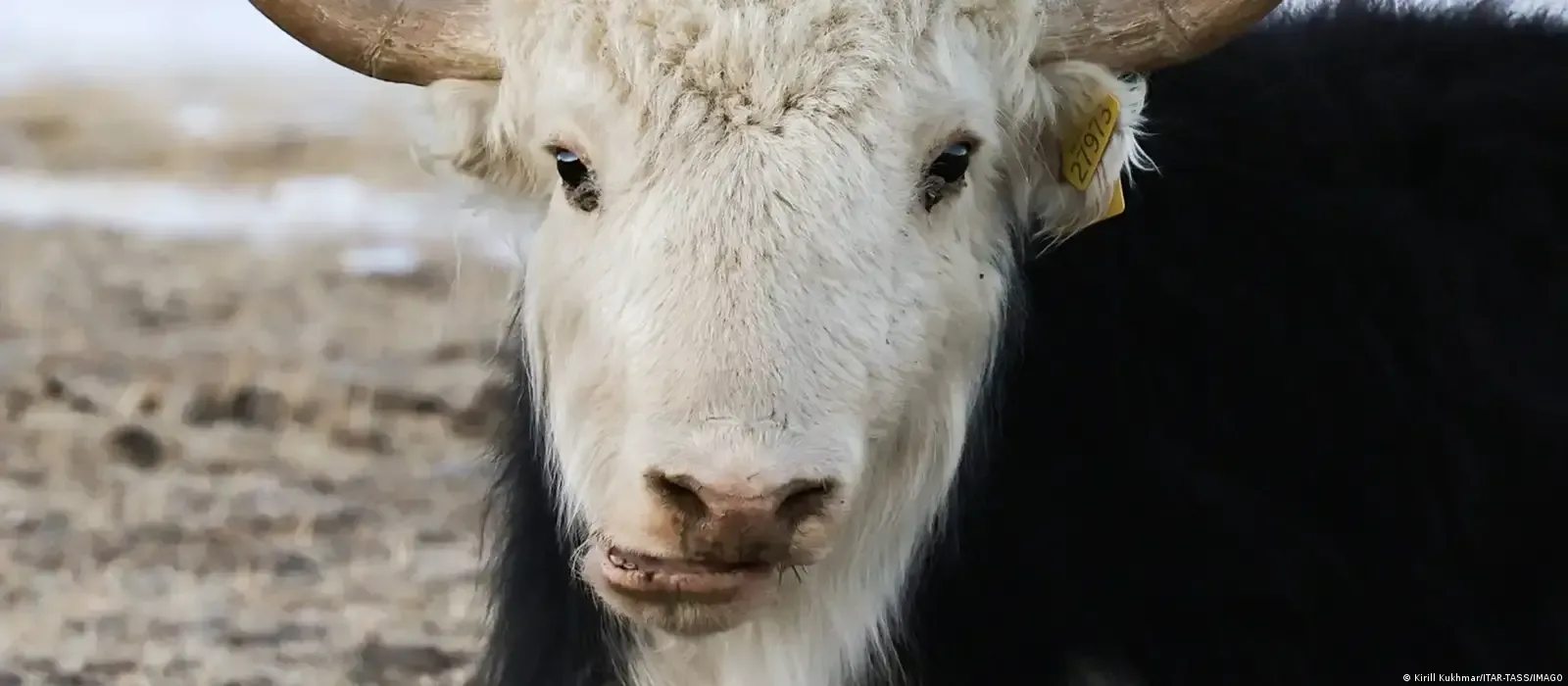 Hallan restos de un antiguo animal parecido a un yak en una cueva de Siberia