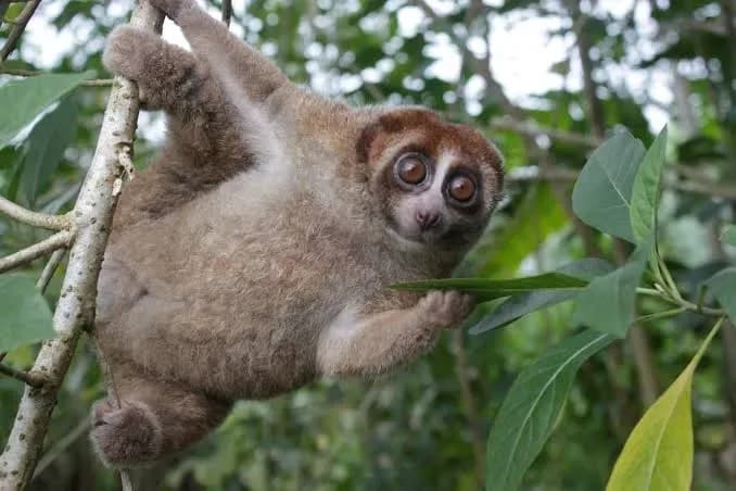 Redescubren en Indonesia al loris de Bangka, un primate que llevaba décadas sin registros científicos