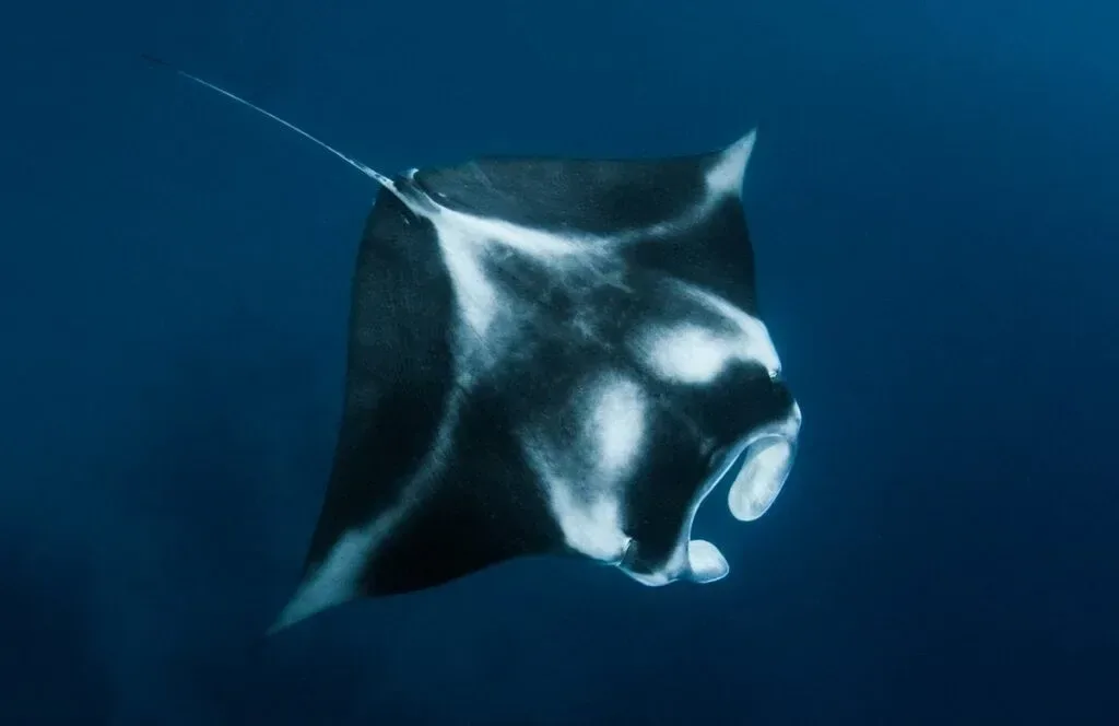 Las mantarrayas pueden reconocer patrones y aprender de su entorno