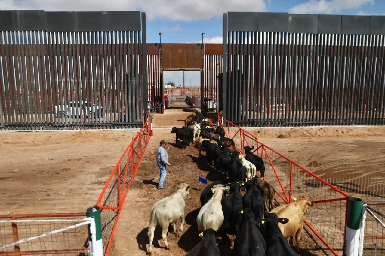 Reabren un cruce fronterizo para exportar ganado mexicano