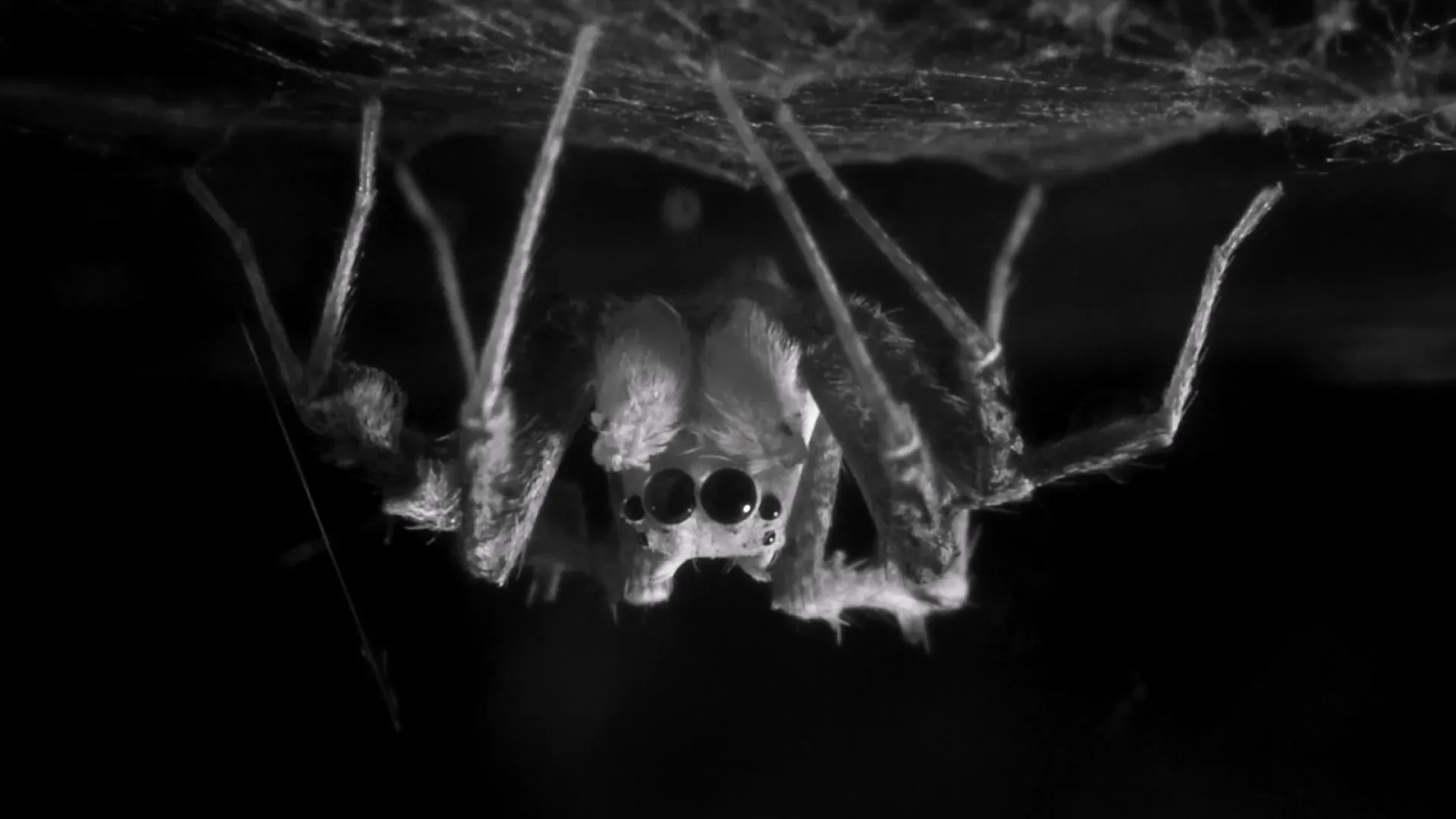 Una araña saltarina mostró señales de sueño en dos fases