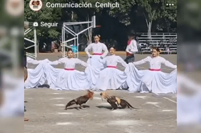 CENHCH celebra Día de las Madres con pelea de gallos