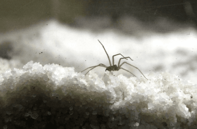Se multiplican los casos de picadura de araña violinista