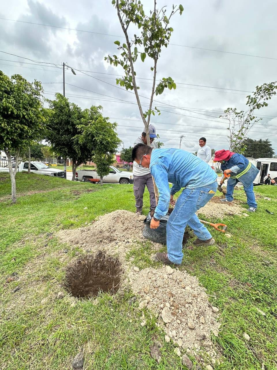 Refuerza Gobierno de la Ciudad acciones ambientales con dos jornadas de plantación de árboles en esta semana
