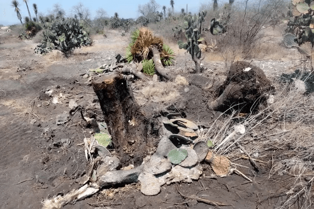 A la cárcel dos por daño ambiental a la reserva Tehuacán-Cuicatlán