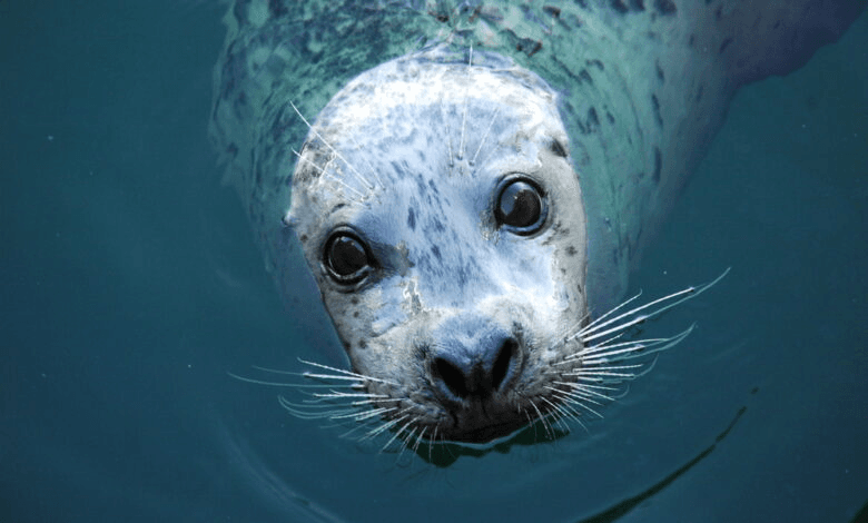 Aprueba Senado prohibir uso de mamíferos marinos en espectáculos