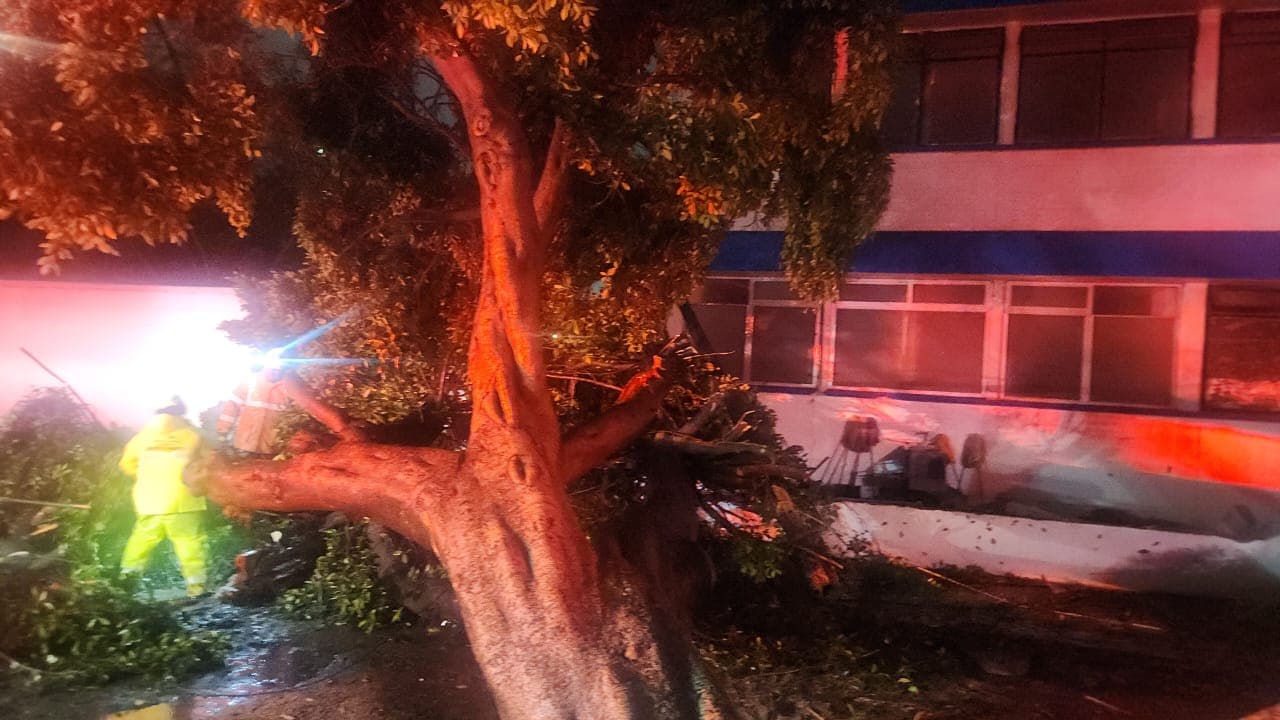 Atiende Gobierno de la Ciudad reportes por inundaciones y caída de árbol