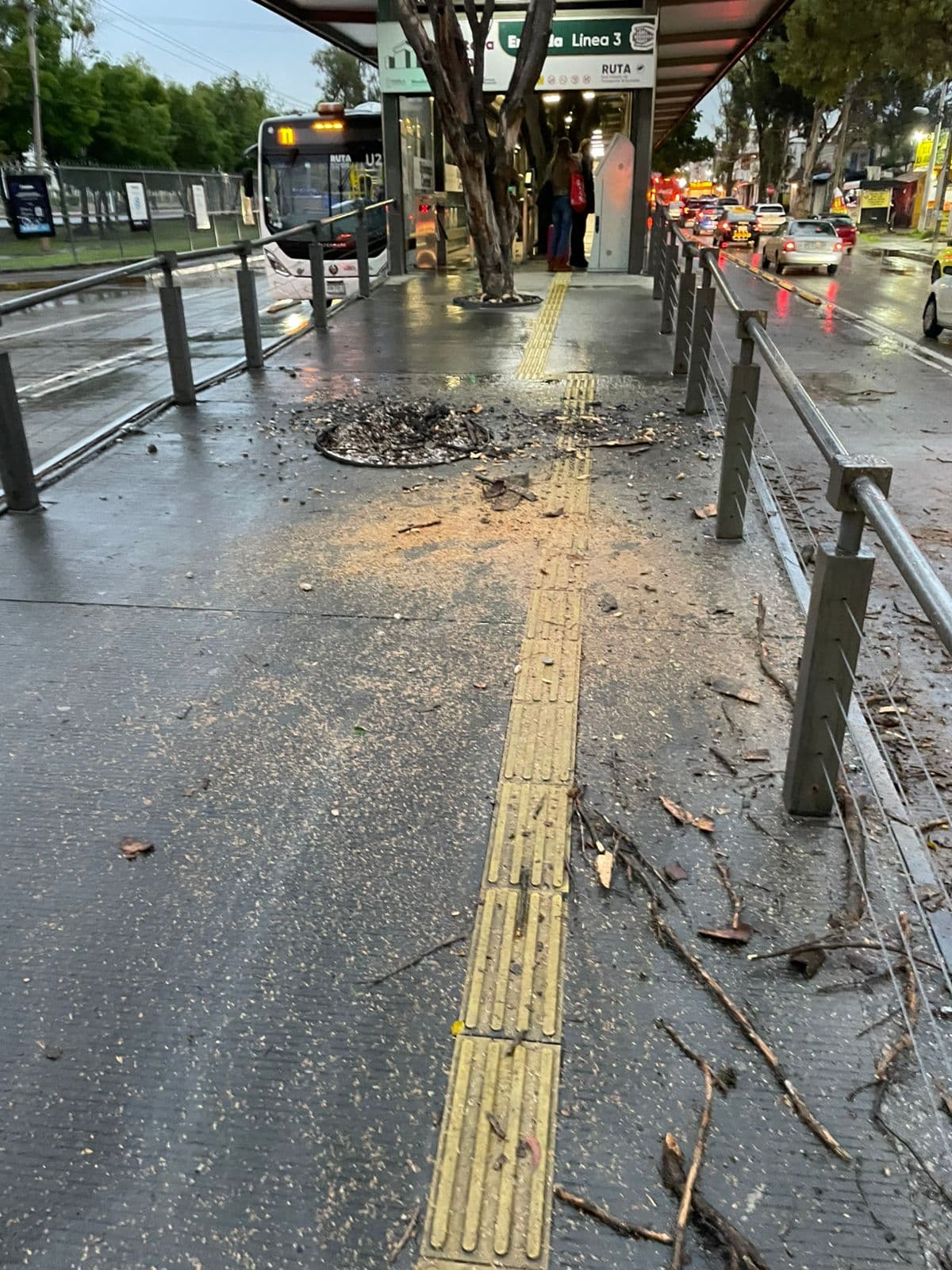 Atiende Protección Civil caída de árbol frente a Ciudad Universitaria
