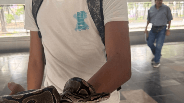Aseguran a hombre con serpiente en estación Potrero L3 del Metro