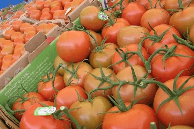 Exportación de jitomate en Puebla se verá afectada con 140 mdd por aranceles