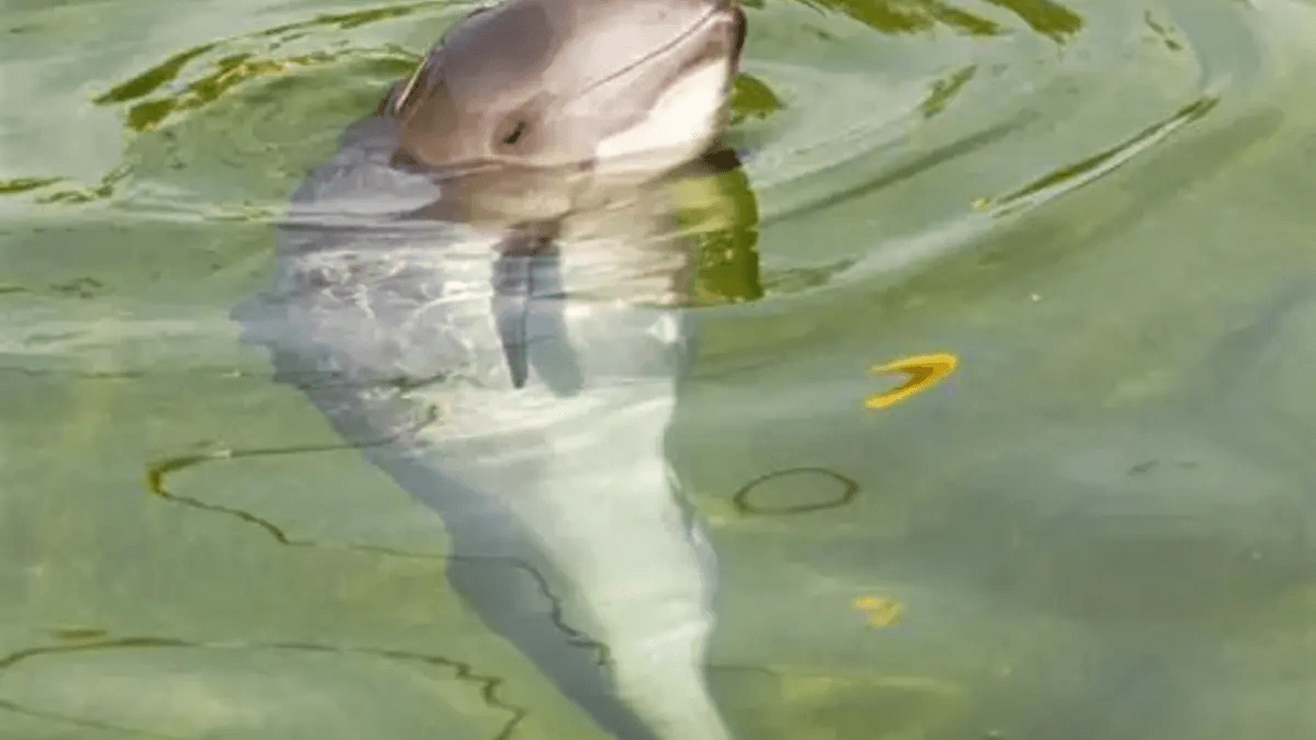 Día Mundial de la Vaquita Marina: un cetáceo que lucha por sobrevivir