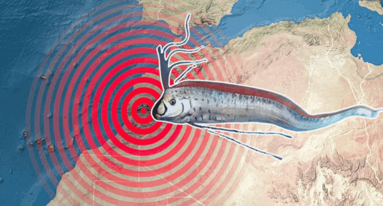 Aparecen dos peces remo heridos en Baja California Sur